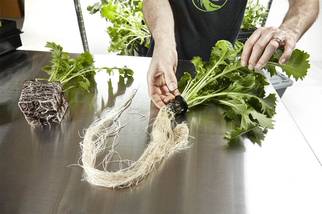 Man inspecting roots of a plant