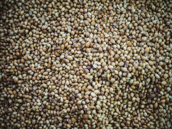 Cannabis Seeds